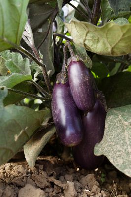 Aubergine Slim Jim BIO