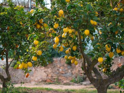 So gelingt die Zitronenbaum-Pflege