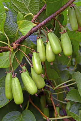 viele längliche Früchte am Zweig viele längliche Früchte am Zweig