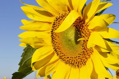 Sonnenblumenkerne ernten &ndash; das sollte ich beachten