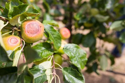 Sonnenbrand auf Aepfeln, Apfel, Schaden durch Sonne, Sonnenbrand an Frchten