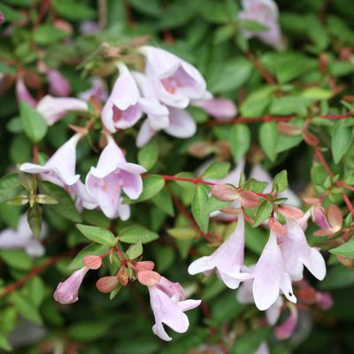 Abelie 'Pinky Bells' (Abelia grandiflora 'Pinky Bells')