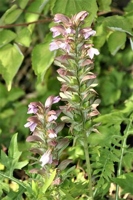 Acanthus mollis Brenklaue