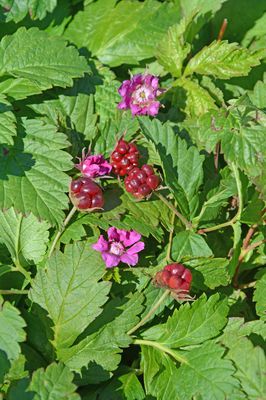 Allackerbeere 'Beata', Rubus arcticus