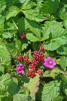 Allackerbeere 'Mespi', Rubus arcticus