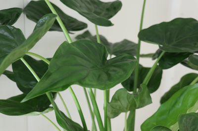 Alocasia pflegen: Tipps für die Pflege des Elefantenohrs