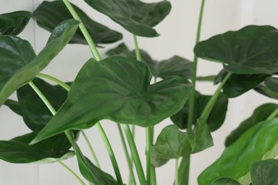 Alocasia pflegen: Tipps fr die Pflege des Elefantenohrs