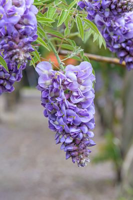 Amerikanischer Blauregen 'Amethyst Falls', Wisteria frutescens Amerikanischer Blauregen 'Amethyst Falls', Wisteria frutescens