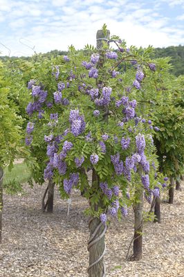 Amerikanischer Blauregen 'Amethyst Falls'® Lubera.at