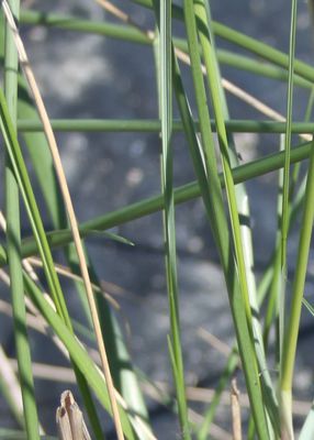 Ammophila arenaria