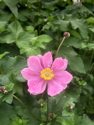 Anemone hupehensis 'September Charm' China-Herbst-Anemone