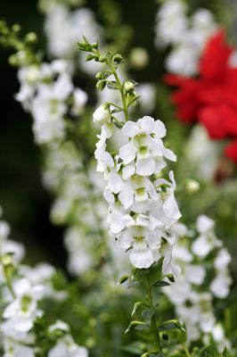 Angelonie Weiss, Angelonia angustifolia