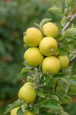 Apfel Ananasrenette, Malus