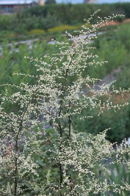 Artemisia lactiflora 'Guizhou'