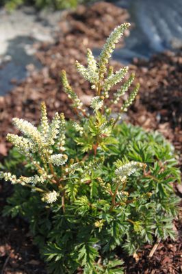 Aruncus aethusifolius