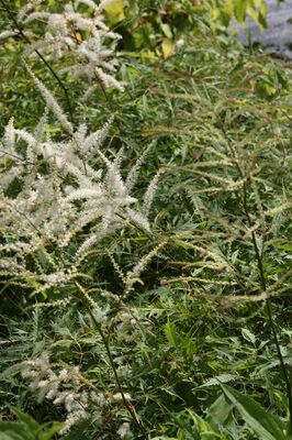 geschlitztblttriger Geissbart, Staude, Aruncus dioicus 'Whirlwind'