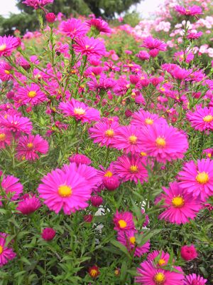 Aster novi-belgii Winston Churchill