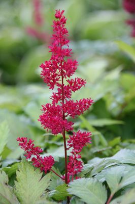 Astilbe x arendsii 'Fanal' Arends-Prachtspiere