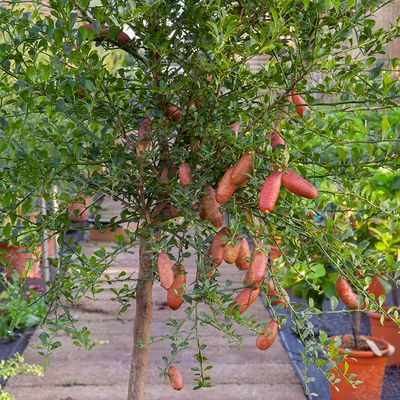 Australische Fingerlimette 'Mia Rose' Microcitrus australasica 'Mia Rose'