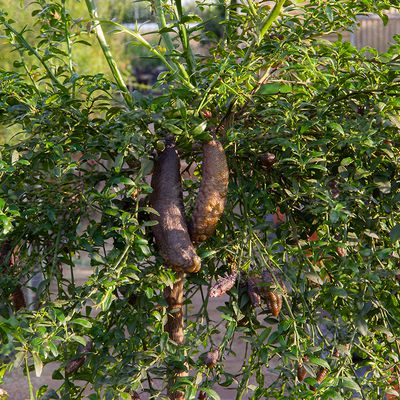 Australische Fingerlimette 'Ricks Red' Microcitrus australasica 'Ricks Red' Australische Fingerlimette 'Ricks Red' Microcitrus australasica 'Ricks Red'