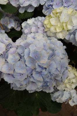 Hortensie Everbloom 'Blue Wonder'