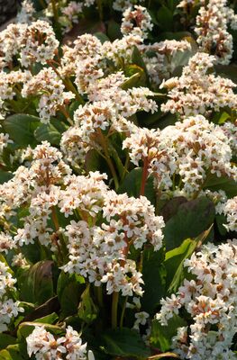 Bergenie, Bergenien, Bergenia cordifolia 'Bressingham White'