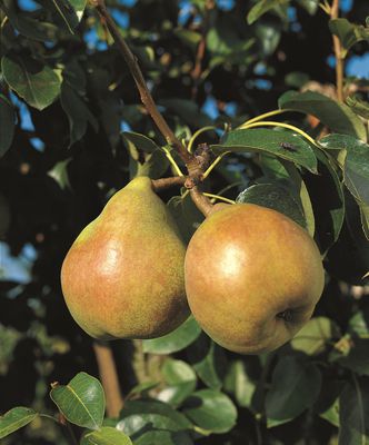 Birne Comice Vereinsdechantbirne Pyrus communis