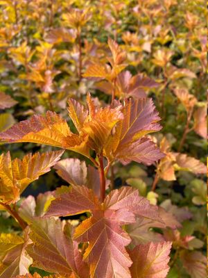 Physocarpus opulifolius 'Amber Jubilee', Blasenspiere 'Amber Jubilee', Hinrichs, XXL Pflanzen Physocarpus opulifolius 'Amber Jubilee', Blasenspiere 'Amber Jubilee', Hinrichs, XXL Pflanzen
