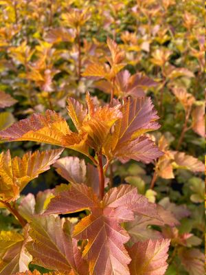 Physocarpus opulifolius 'Amber Jubilee', Blasenspiere 'Amber Jubilee', Hinrichs, XXL Pflanzen