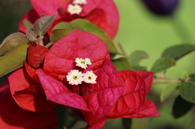 Blütenpracht bis in den Herbst - die Drillingsblume überwintern und pflegen