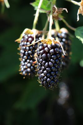 Brombeere Columbia Star Rubus ursinus Brombeere Columbia Star Rubus ursinus