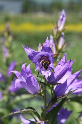 Campanula latifolia var. macrantha