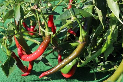 Chili pflanzen, pflegen und ernten &#8211; Der Chili-Ratgeber von Lubera®