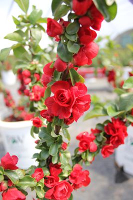 Chaenomeles speciosa 'Scarlet Storm'® Chinesische Zierquitte Chaenomeles speciosa 'Scarlet Storm'® Chinesische Zierquitte