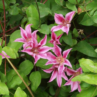 Clematis, Waldrebe 'Duchess of Albany' Clematis texensis Duchess of Albany