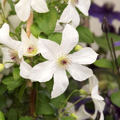 Clematis, Waldrebe 'Forever Friends' Clematis viticella 'Forever Friends'