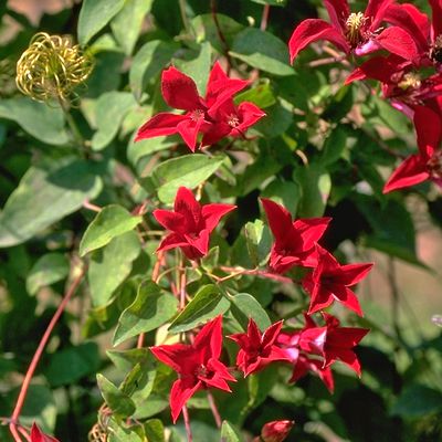 Clematis, Waldrebe 'Gravetye Beauty' Clematis texensis 'Gravetye Beauty'