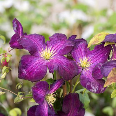 Clematis, Waldrebe 'Jackmanii Purpurea' Clematis Hybride 'Jackmanii Purpurea'