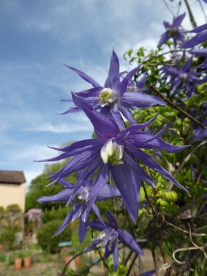 Clematis, Waldrebe 'Maidwell Hall'