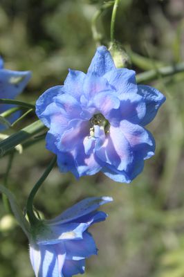 Delphinium x elatum F1 'Blue Lace'