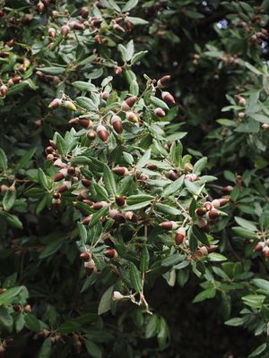 Steineiche Quercus ilex