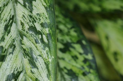 Dieffenbachia pflegen: Alles über Standort und Pflege