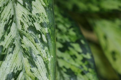 Dieffenbachia pflegen: Alles ber Standort und Pflege