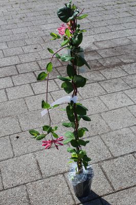 Duft-Geissblatt (Lonicera heckrottii) Duft-Geissblatt (Lonicera heckrottii)