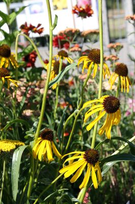 Echinacea paradoxa Sonnenhut