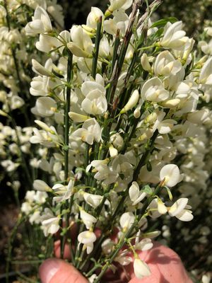 Cytisus praecox Albus, Elfenbeinginster