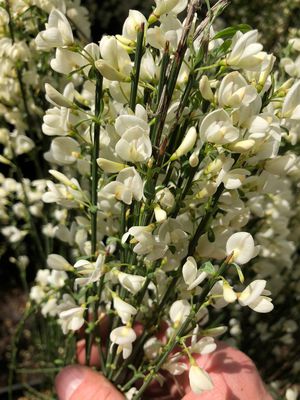 Cytisus praecox Albus, Elfenbeinginster