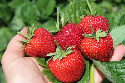Erdbeersorten - so wählen Sie die richtige Erdbeersorte für Ihren Garten