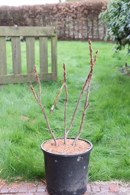 Essigbaum, Rhus typhina, XXL Pflanze