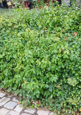 Euonymus fortunei 'Coloratus', Immergrner Spindelstrauch